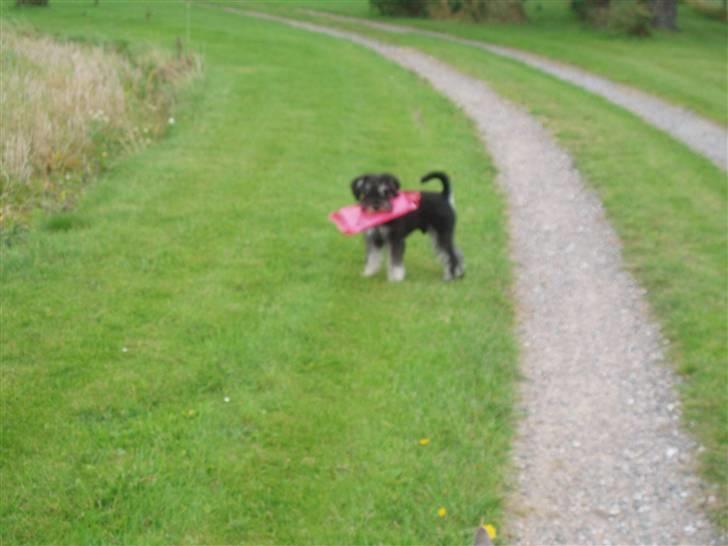 Dvaergschnauzer *Hr. Albert* - ja nogen skal jo hente avisen billede 20