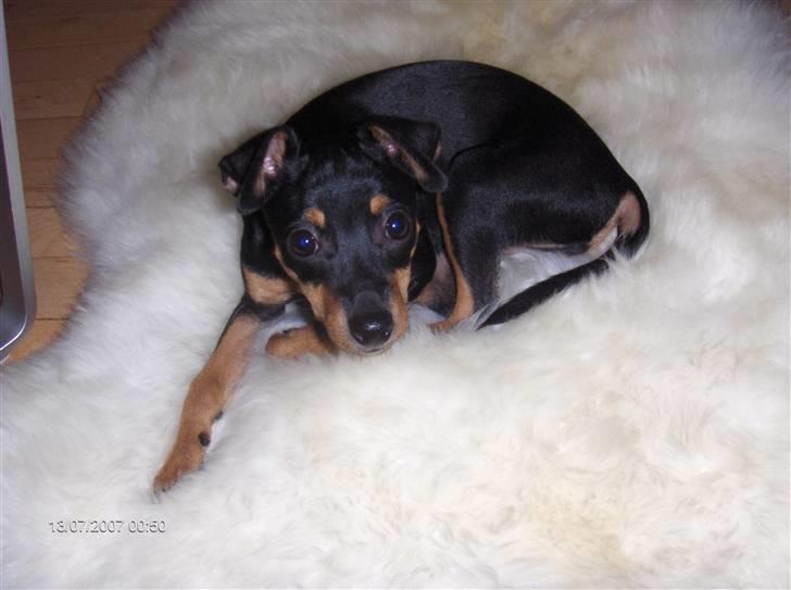 Blanding af racer gullak billede 1