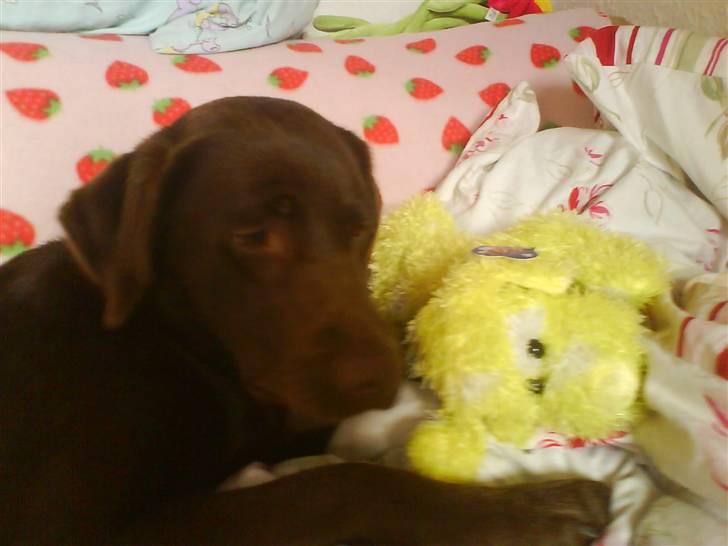 Labrador retriever freja - Hun leger med min hunde bamse  :] billede 12