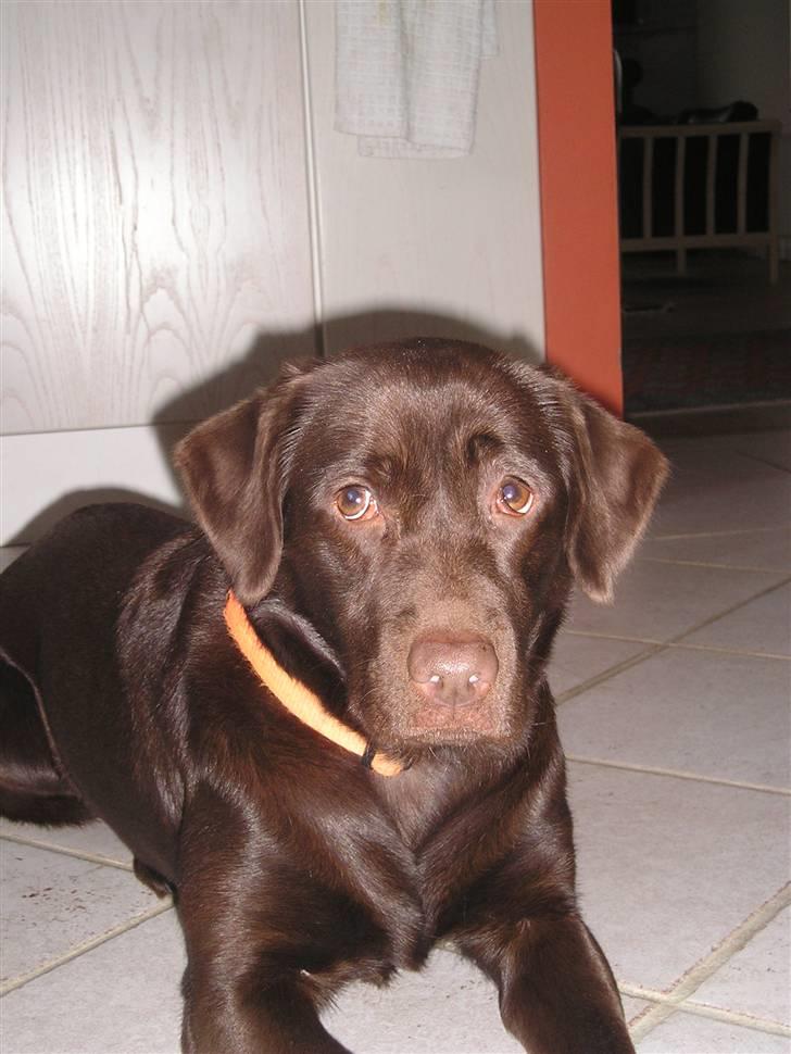 Labrador retriever freja - " hvad er det" en KO ? Nej det var hvist min nabo... billede 13