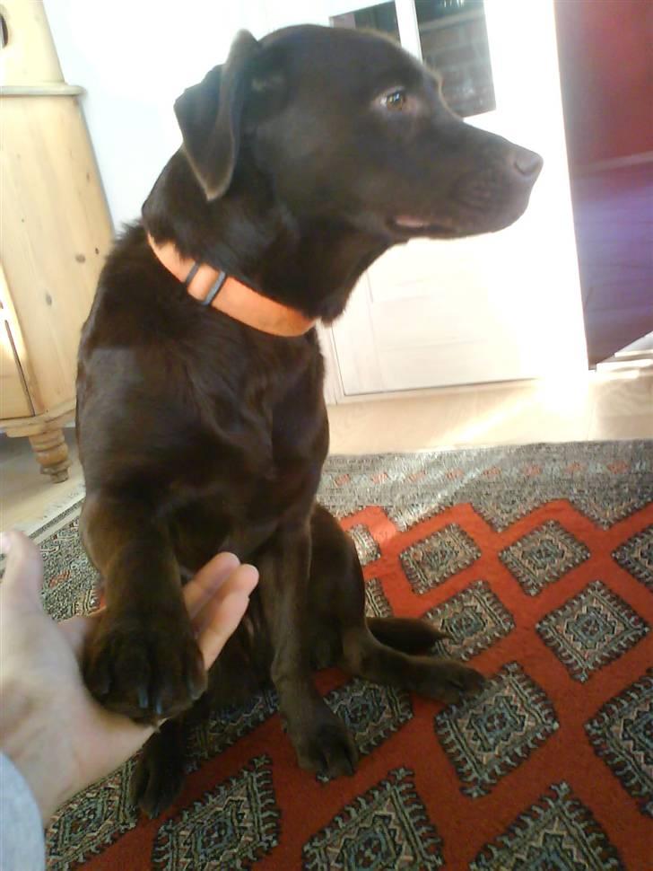 Labrador retriever freja - Gir pote :D <3 billede 14
