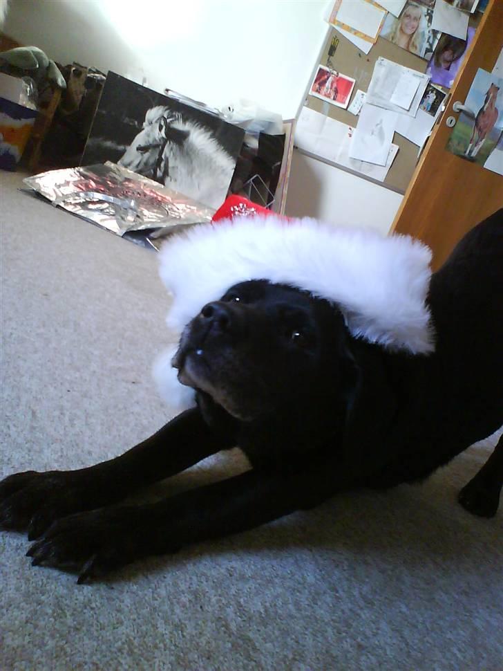 Labrador retriever sif (Død) :/  Savnet.  - 11) Jaaaa¨Det er jo ved at være jul ikk ! Hihi :D billede 11