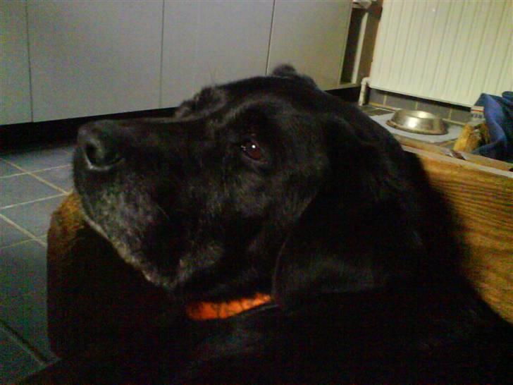 Labrador retriever sif (Død) :/  Savnet.  - 12) billede 12