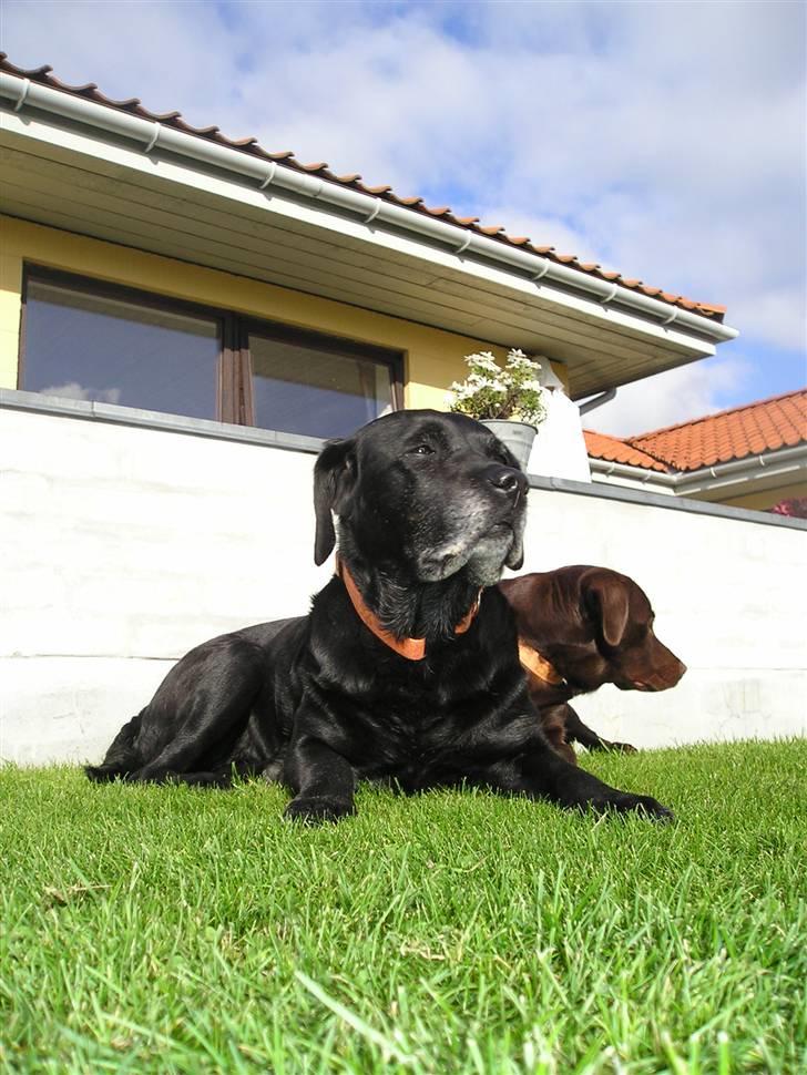 Labrador retriever sif (Død) :/  Savnet.  - 13) Ude i haven ;D  billede 13