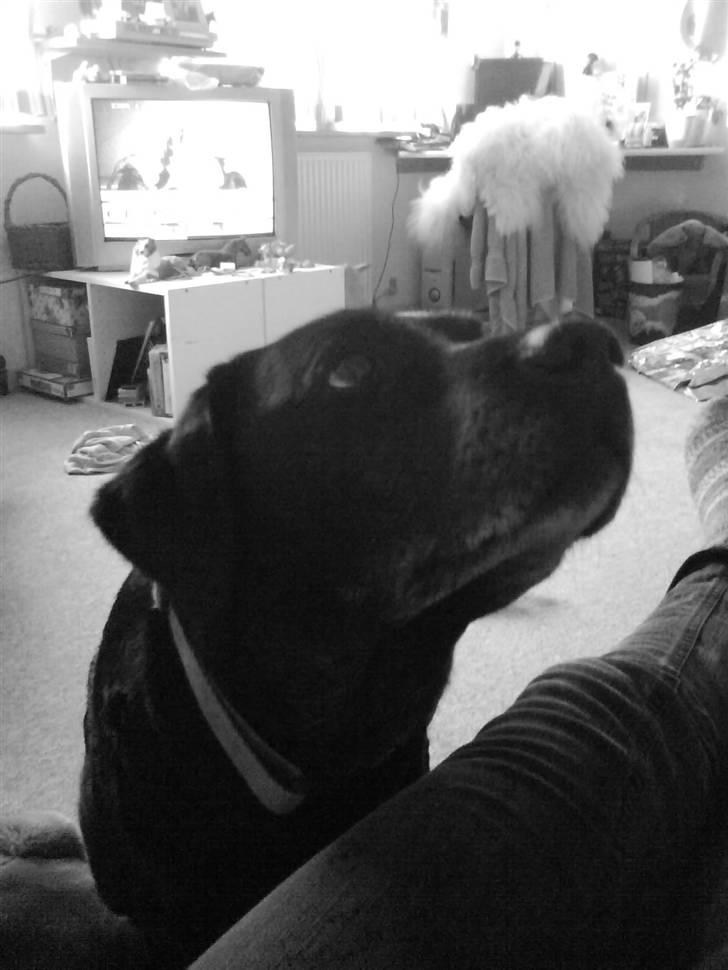 Labrador retriever sif (Død) :/  Savnet.  - 14) billede 14