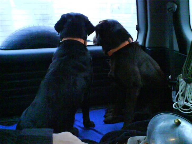 Labrador retriever sif (Død) :/  Savnet.  - 15) Når Enden er god er Alting godt :) <33 billede 15