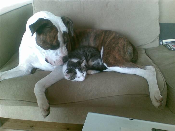 Amerikansk staffordshire terrier Tulle (Ulla) - Tulle og hendes nye ven Anton billede 3