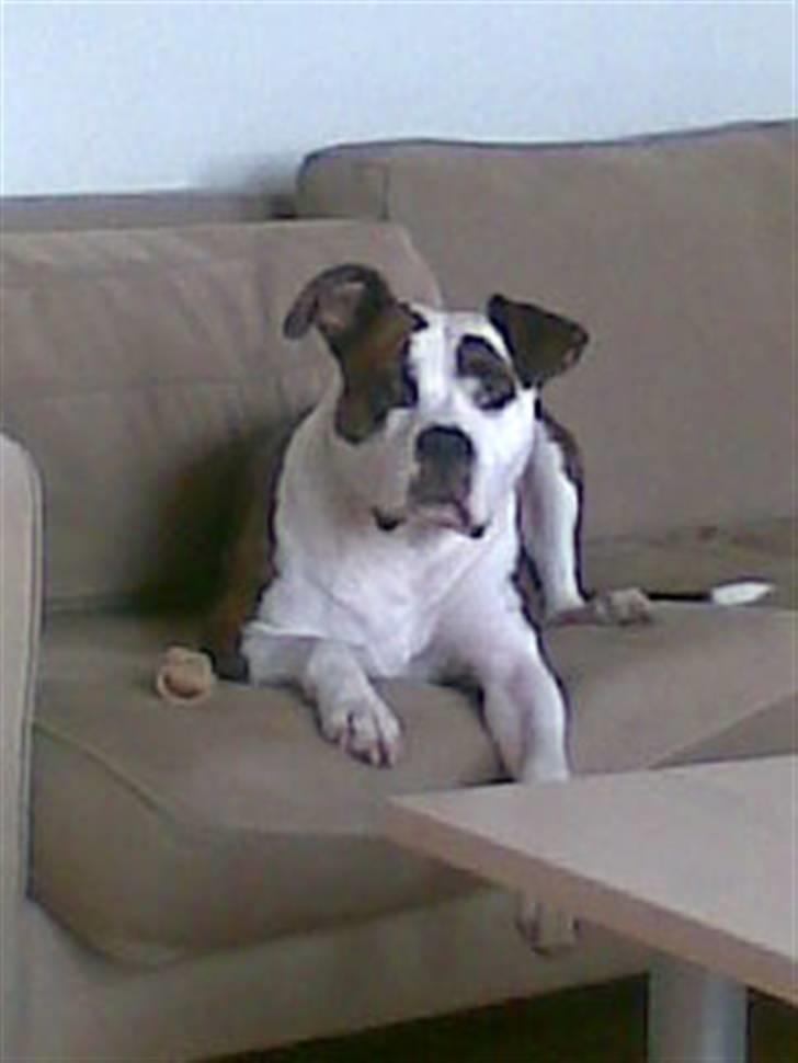 Amerikansk staffordshire terrier Tulle (Ulla) - Prima Donna ligger og nyder at hun har sofaen for sig selv billede 4