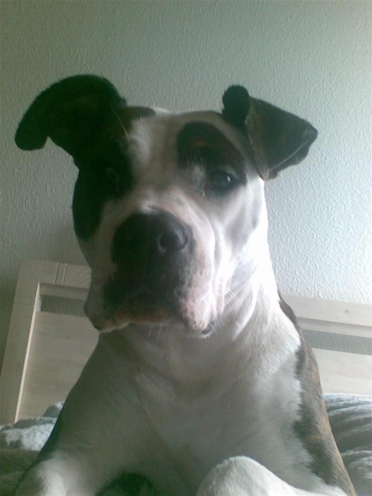 Amerikansk staffordshire terrier Tulle (Ulla) - Tulle i sengen billede 5