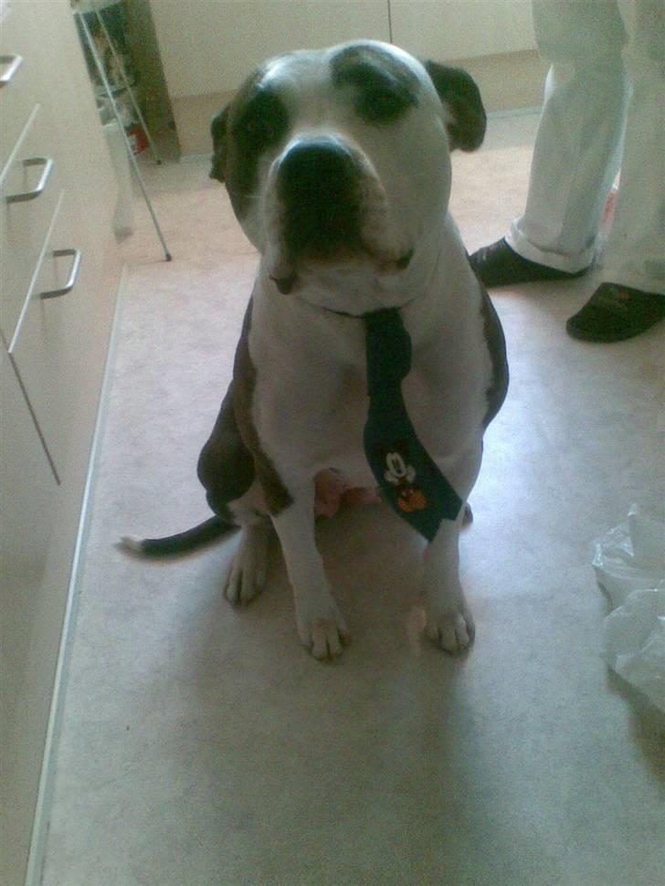 Amerikansk staffordshire terrier Tulle (Ulla) - Tulle med Victors slips billede 6