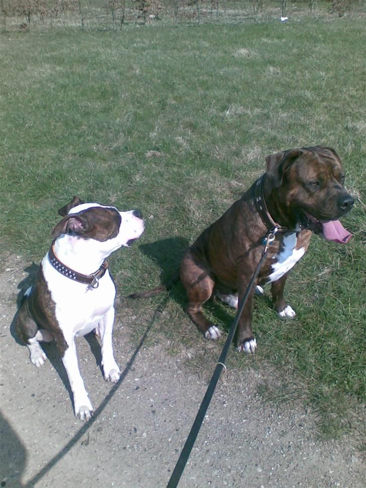 Amerikansk staffordshire terrier Tulle (Ulla) - Tulle og Mailo på tur billede 7