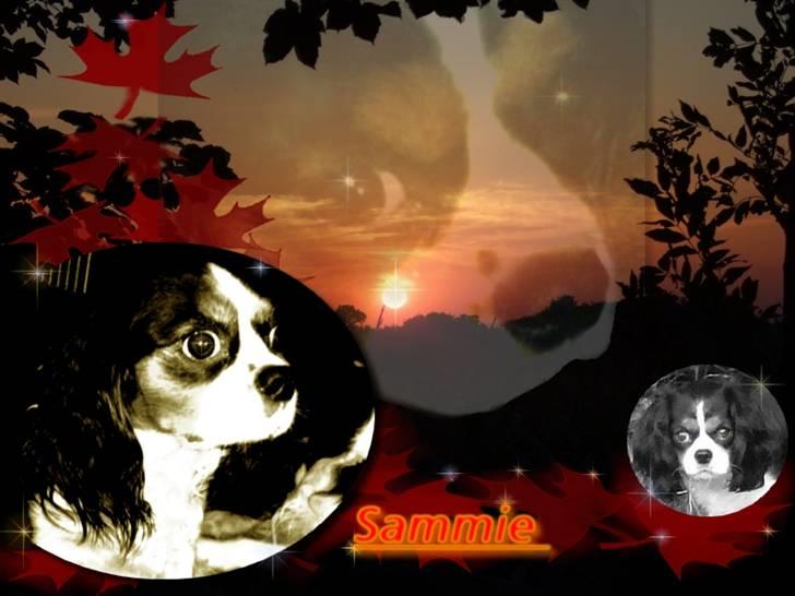 Cavalier king charles spaniel SAMMIE :) billede 20