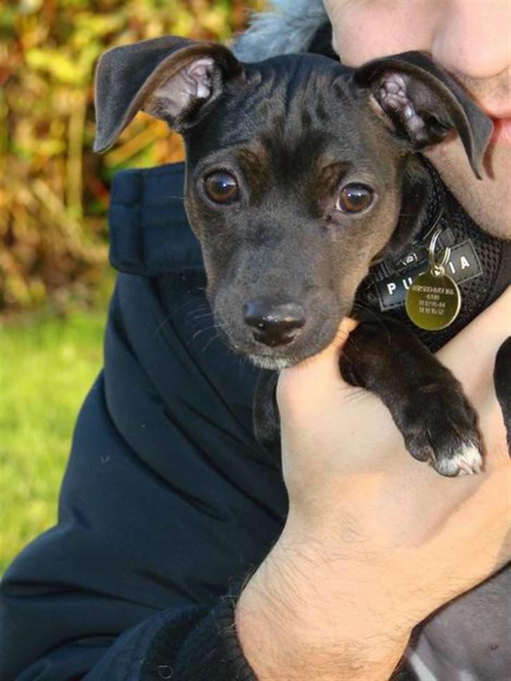 Blanding af racer Pinscher/gårdhund- Chilly - Hej med jer. billede 5