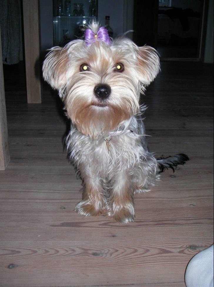 Yorkshire terrier *-Beatrice-* - Foto Modellen Beatrice :) billede 1