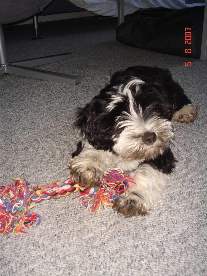 Tibetansk terrier Ömsikka's Astor af Ricko - Jeg har den...! billede 13