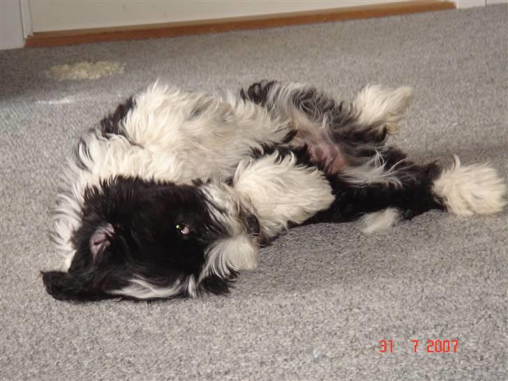 Tibetansk terrier Ömsikka's Astor af Ricko - Fla u.... billede 14