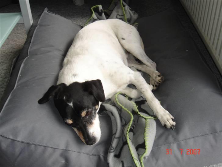 Dansk svensk gaardhund Snukki - Det er en dejlig pude. billede 14