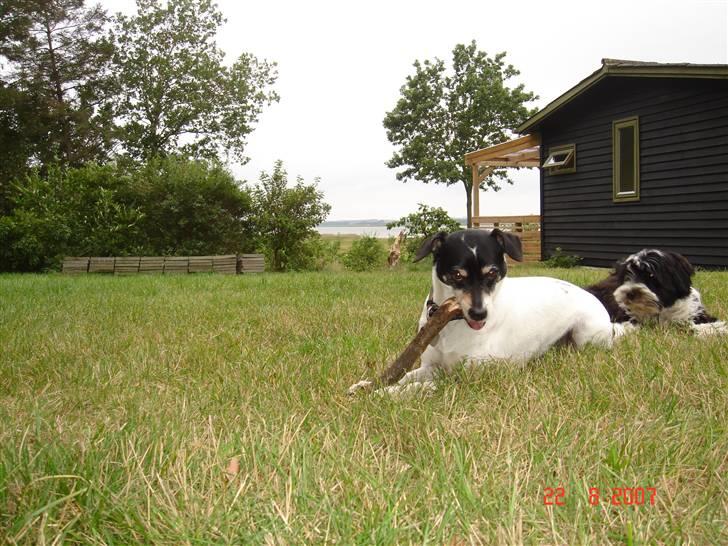 Dansk svensk gaardhund Snukki - Ferie.. Dejligt. billede 15