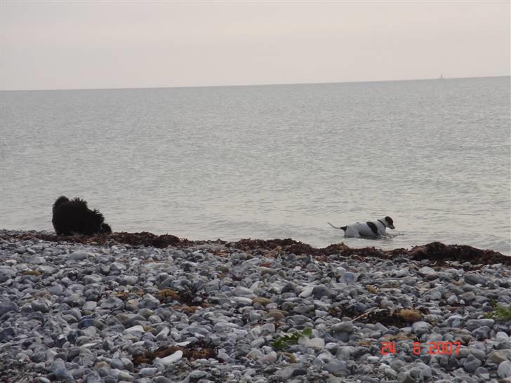 Dansk svensk gaardhund Snukki - Vand. Yes! billede 16