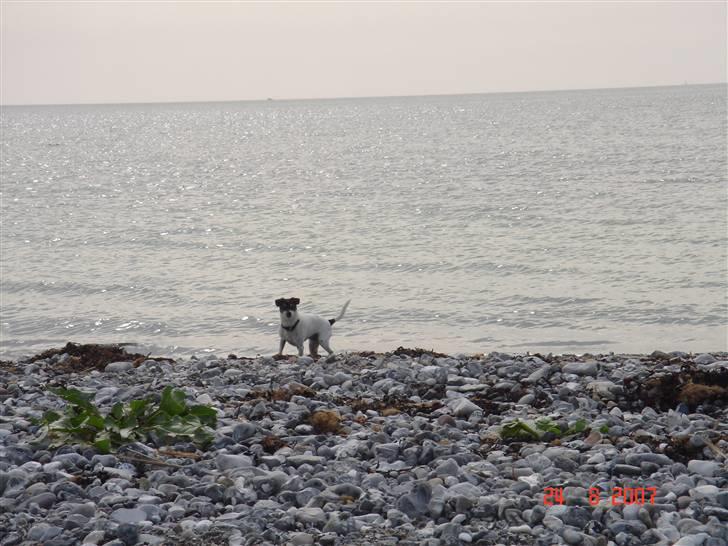 Dansk svensk gaardhund Snukki - Kom nu og kast et eller andet.... billede 17