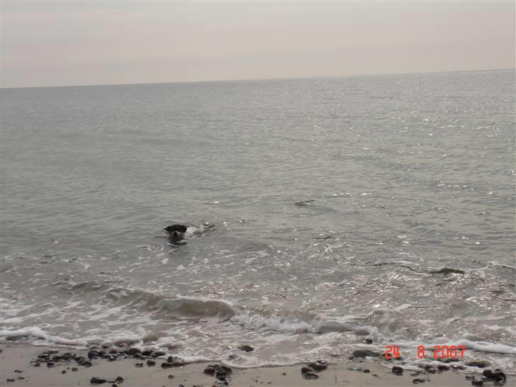 Dansk svensk gaardhund Snukki - Svømning er noget af det bedste... billede 18