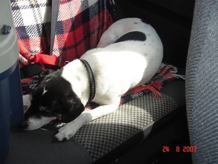 Dansk svensk gaardhund Snukki - Det er hårdt at være på ferie, så hele turen hjem sov han. billede 19