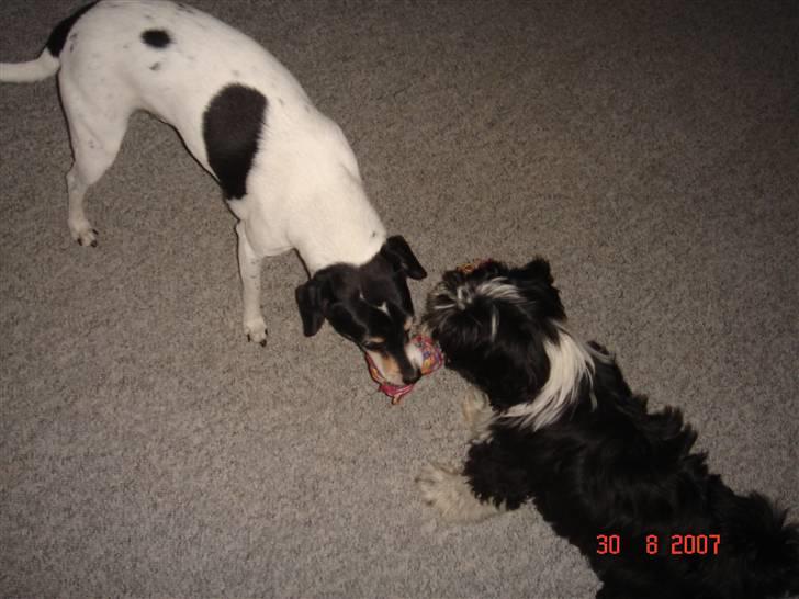 Dansk svensk gaardhund Snukki - Hvem er den stærkeste? billede 20