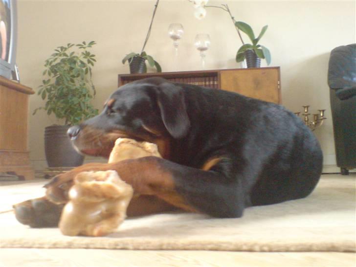 Rottweiler loke (fucker) billede 7