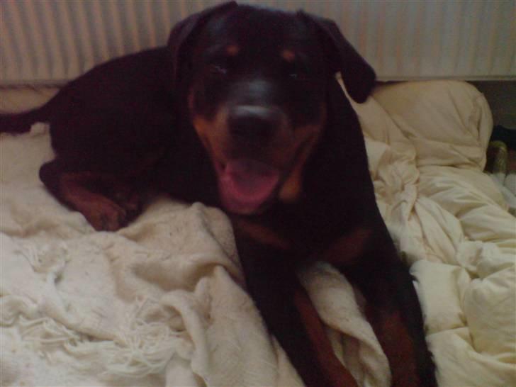 Rottweiler loke (fucker) billede 8