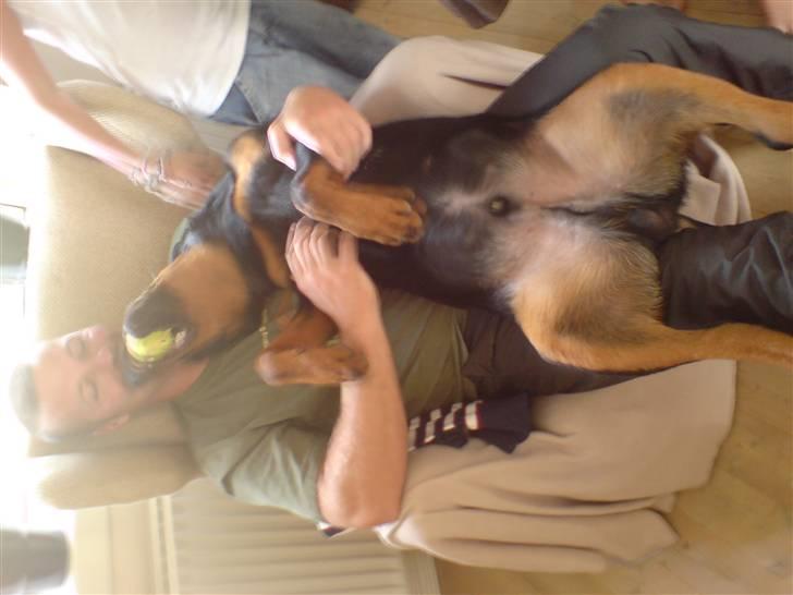 Rottweiler loke (fucker) billede 9