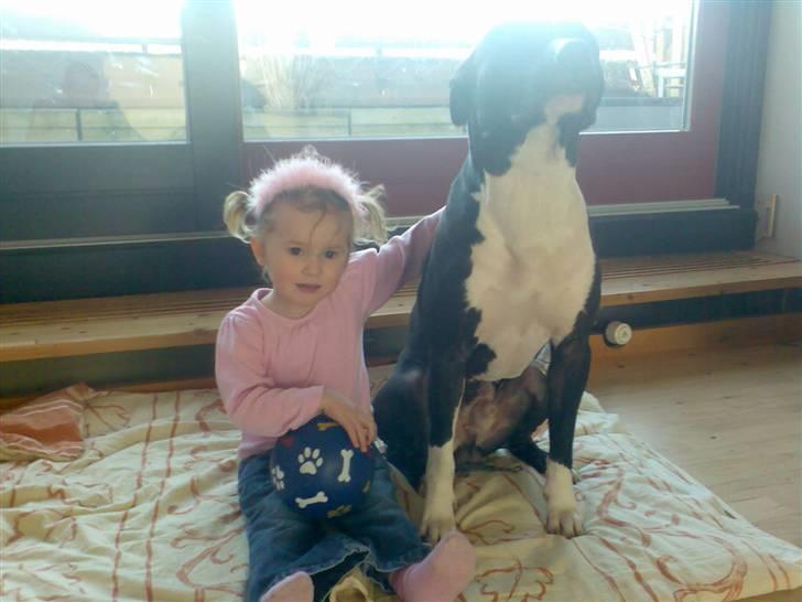 Amerikansk staffordshire terrier TEX - det er så mig og min store søster..  billede 5