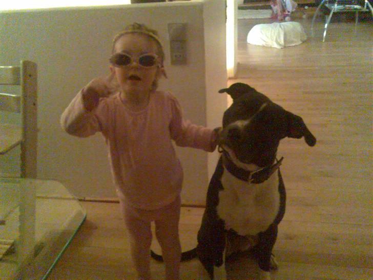 Amerikansk staffordshire terrier TEX - min søster er ved at pudse mig på far,fordi man ikk må spise slik til aftens mad.. billede 6