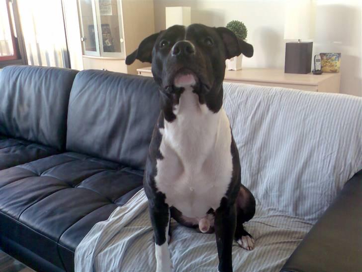 Amerikansk staffordshire terrier TEX - gooodbiid.. billede 7