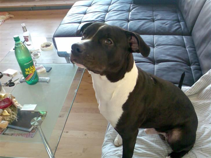 Amerikansk staffordshire terrier TEX - er jeg ikk lidt sød..? billede 8