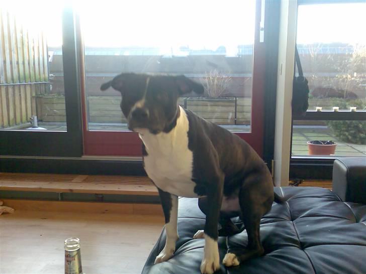 Amerikansk staffordshire terrier TEX - UD OG TIS..? billede 9