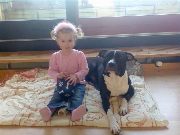 Amerikansk staffordshire terrier TEX - love you søs.. billede 10