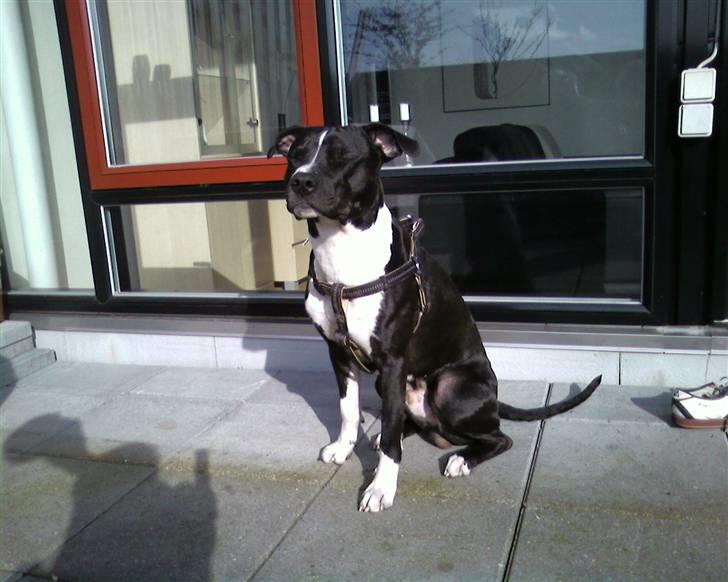 Amerikansk staffordshire terrier TEX - sider li og nyder vejret på terressen.. billede 11