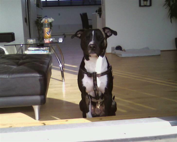 Amerikansk staffordshire terrier TEX - sider li og drøømer..? billede 12