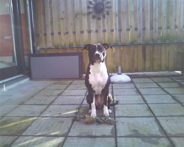 Amerikansk staffordshire terrier TEX - stolte tex..! billede 13