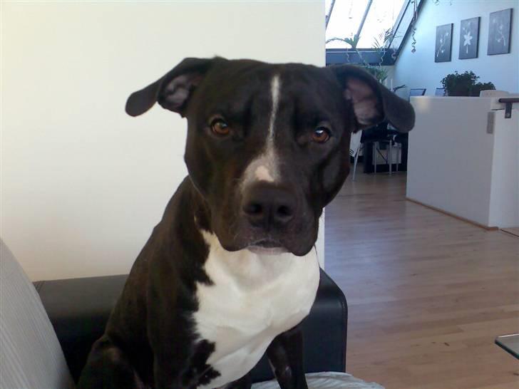 Amerikansk staffordshire terrier TEX - skal vi leje..? billede 14