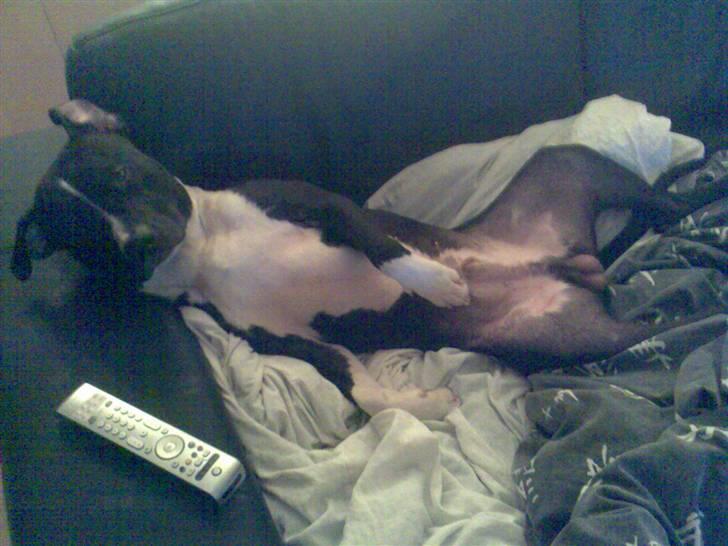 Amerikansk staffordshire terrier TEX - FLYT dig far.. ser fjernsyn..! billede 15