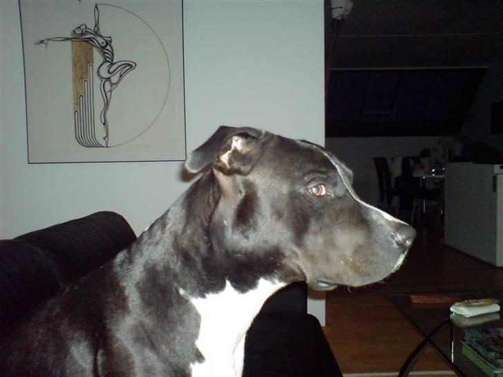 Amerikansk staffordshire terrier TEX - er stadig lidt sød ikk far..? billede 16