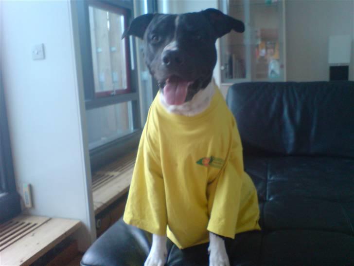 Amerikansk staffordshire terrier TEX - skal med farmand på job..! billede 17