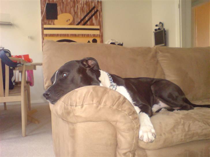 Amerikansk staffordshire terrier TEX - er li blevet lidt træt.. billede 18