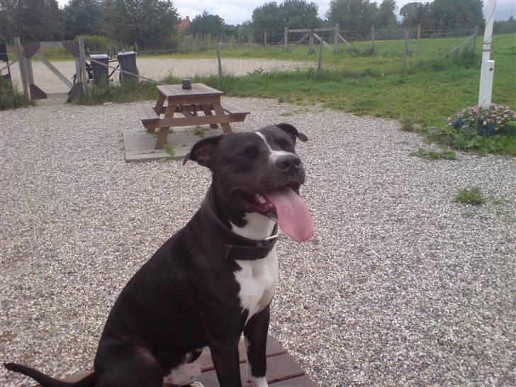 Amerikansk staffordshire terrier TEX - hvor er livet bare skønt..! billede 19