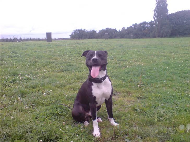 Amerikansk staffordshire terrier TEX - så er vi på marken... dejligt..! billede 20