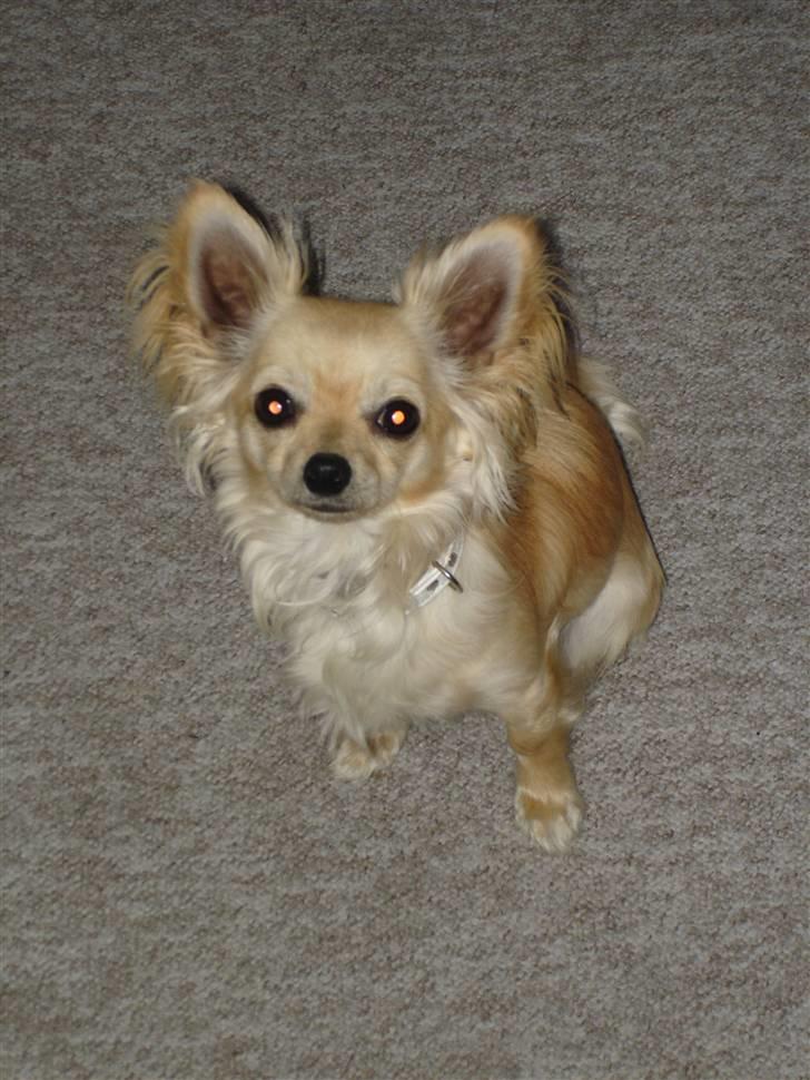 Chihuahua freja billede 1