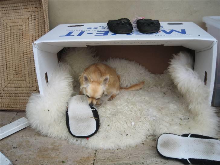 Chihuahua freja billede 2