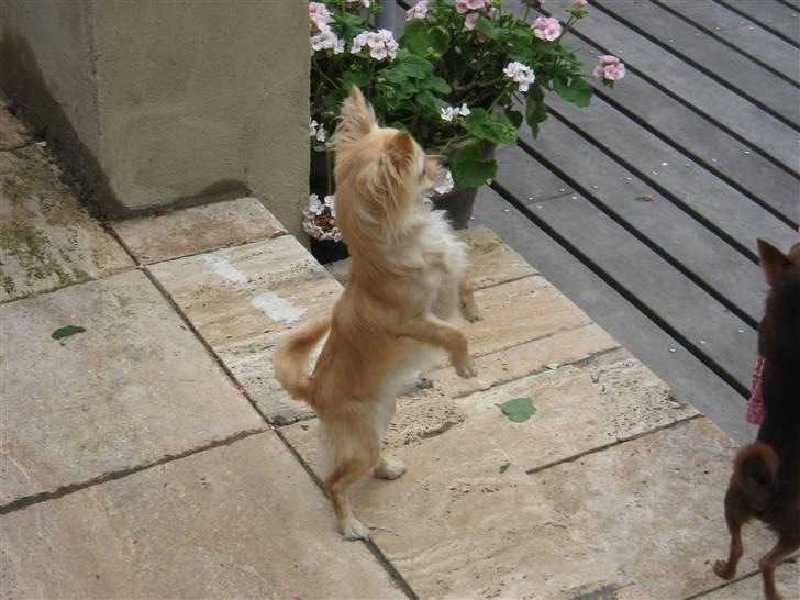 Chihuahua freja billede 3