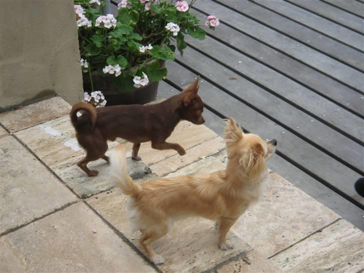 Chihuahua freja billede 4